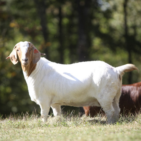 A single red-faced Boer goat doe standing in a pasture.